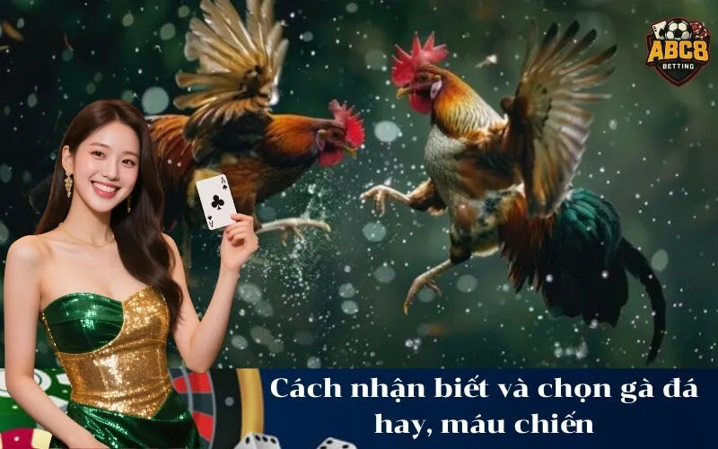 Cách nhận biết và chọn gà đá hay, máu chiến