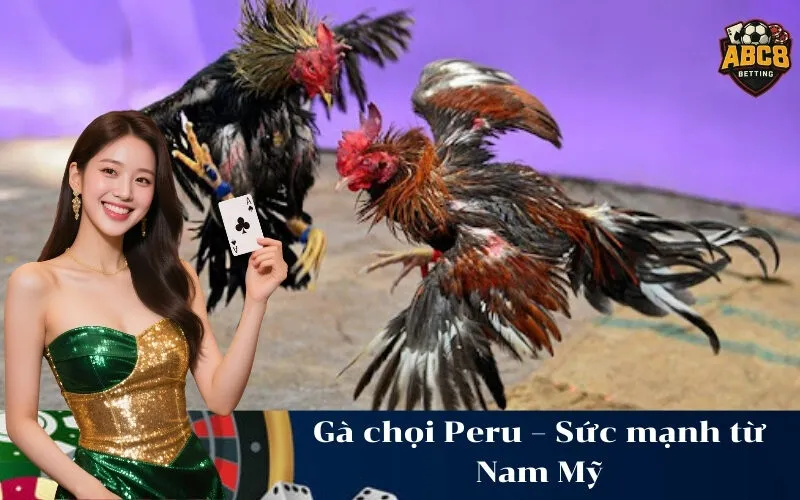 Gà chọi Peru – Sức mạnh từ Nam Mỹ