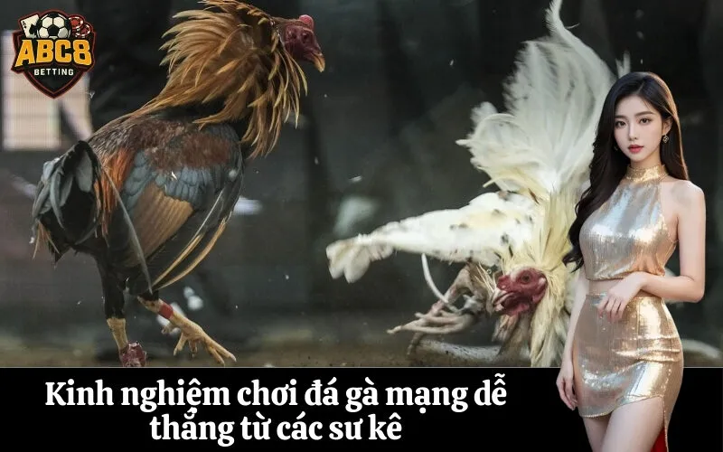 Kinh nghiệm chơi đá gà mạng dễ thắng từ các sư kê