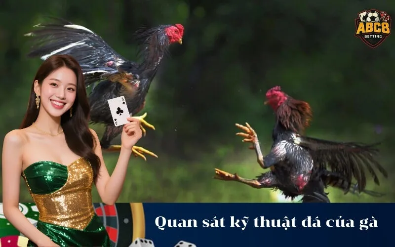 Quan sát kỹ thuật đá của gà