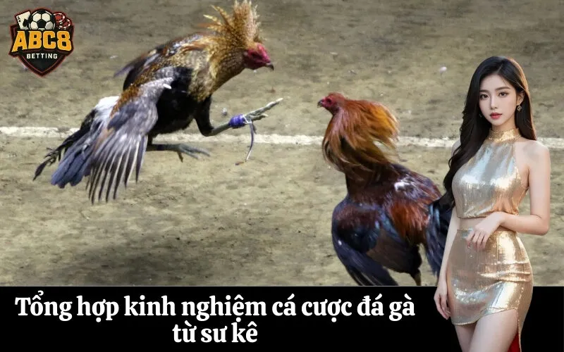 Tổng hợp kinh nghiệm cá cược đá gà từ sư kê